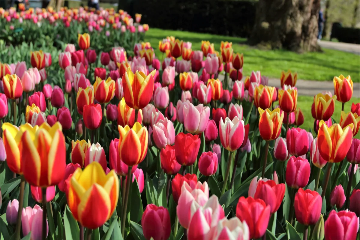 Keukenhof's Blossoming Beauty